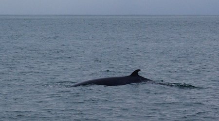 Wieloryb – Islandia
