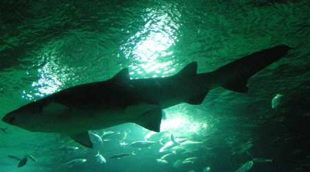 Walencja   oeanarium6 – Hiszpania