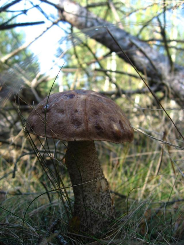 Kozak