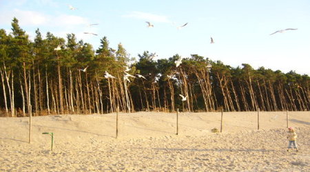 mewy – Morze Bałtyckie, Polska