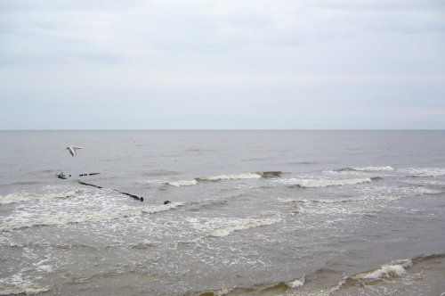 szaro