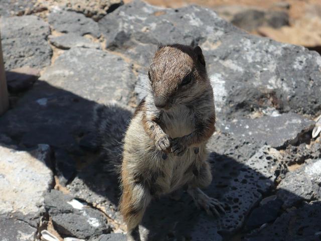Canary Islands,Fuerteventura