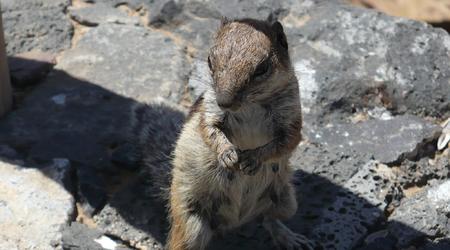 Canary Islands,Fuerteventura – Hiszpania