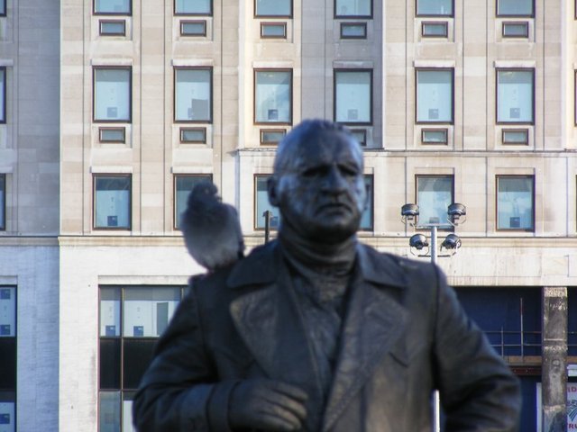 gołąb pokoju