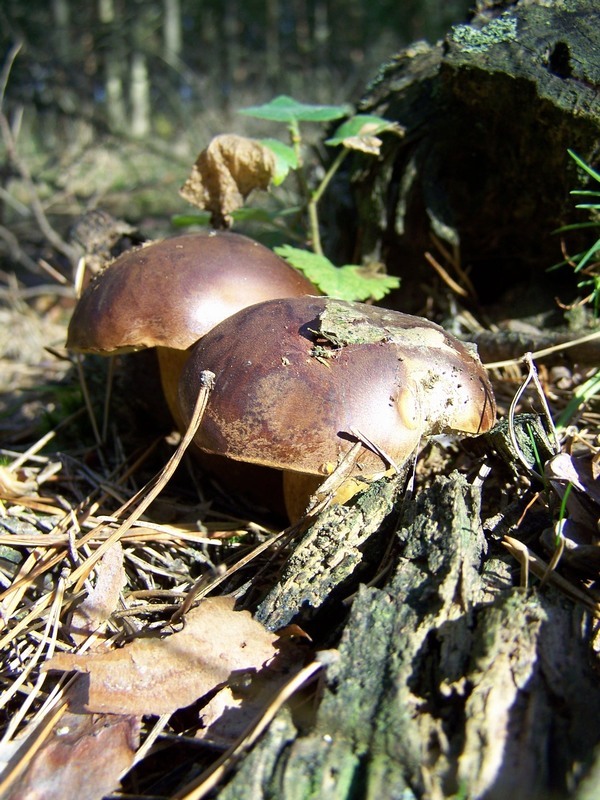 Bory Tucholskie