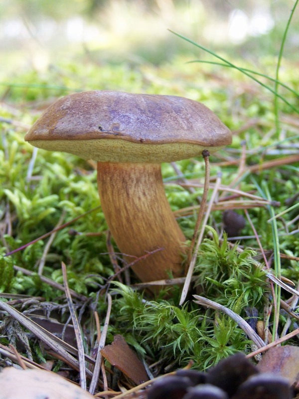 Bory Tucholskie