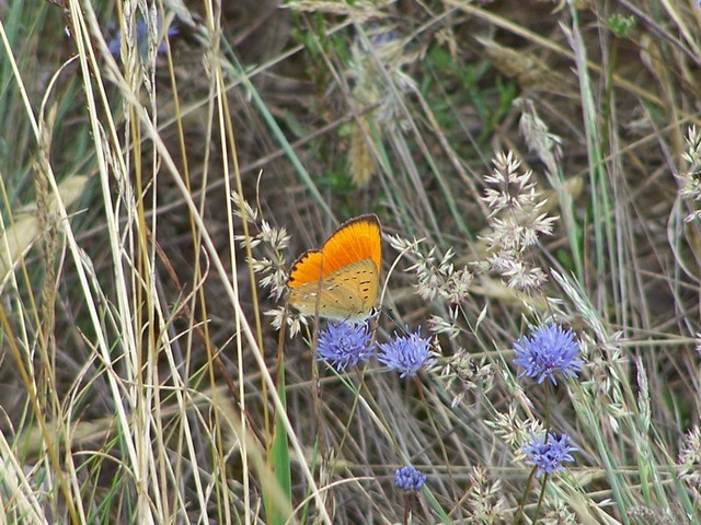 Bory Tucholskie