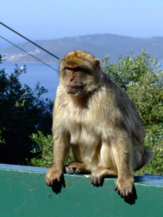 Makak Gibraltar