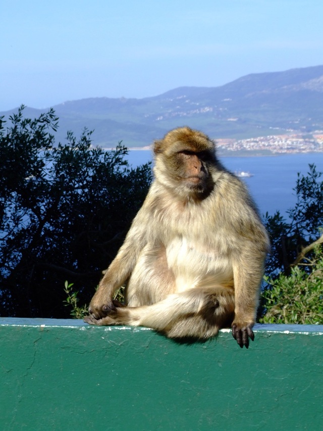 Makak Gibraltar