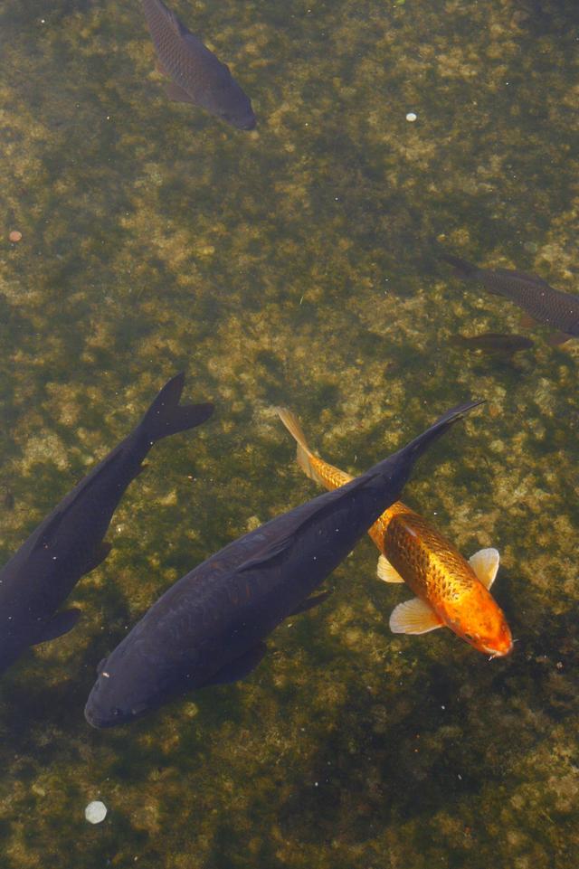Londyńskie parki - Holland Park