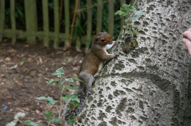 Londyńskie parki - Holland Park