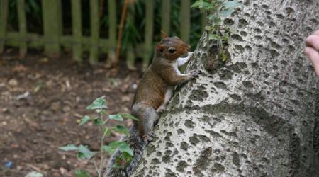 Londyńskie parki - Holland Park – Londyn, Wielka Brytania