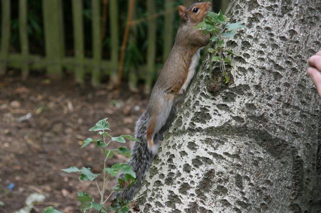 Londyńskie parki - Holland Park