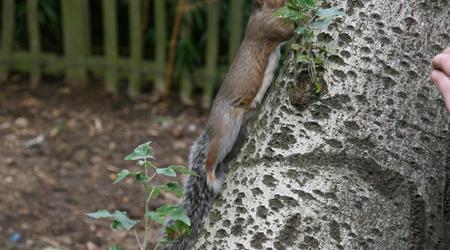 Londyńskie parki - Holland Park – Londyn, Wielka Brytania