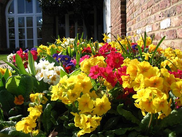 Londyńskie parki - Holland Park