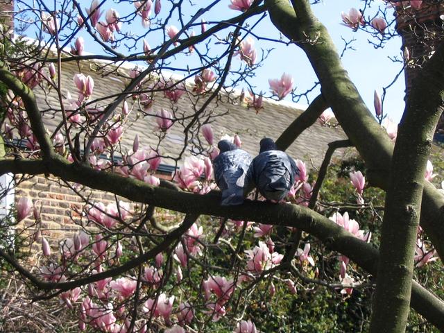 Londyńskie parki - Holland Park