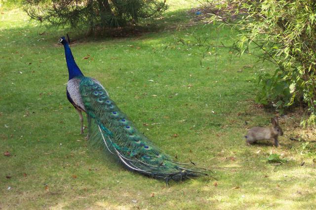 Londyńskie parki - Holland Park