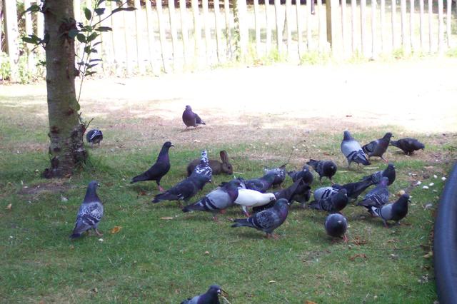 Londyńskie parki - Holland Park