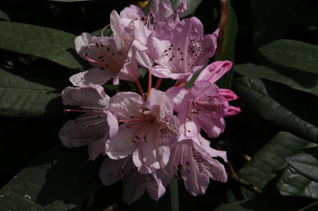 Londyńskie parki - Kew Gardens