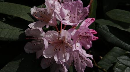 Londyńskie parki - Kew Gardens – Londyn, Wielka Brytania