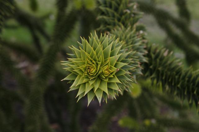 Londyńskie parki - Kew Gardens
