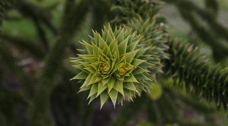 Londyńskie parki - Kew Gardens – Londyn, Wielka Brytania