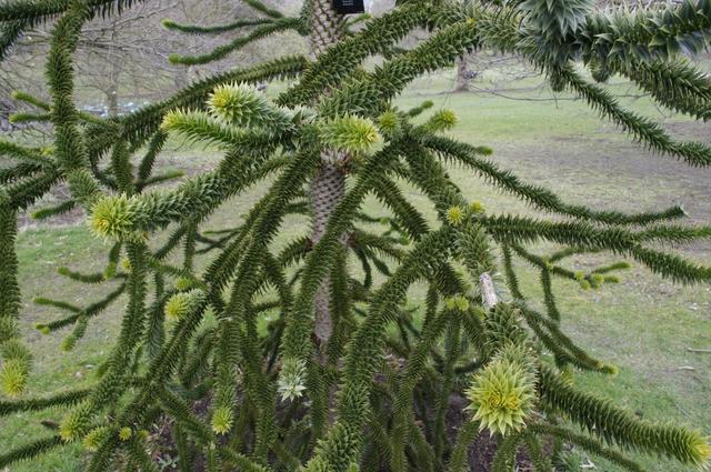 Londyńskie parki - Kew Gardens
