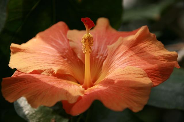 Londyńskie parki - Kew Gardens