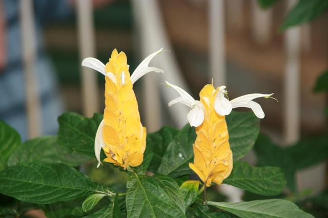 Londyńskie parki - Kew Gardens