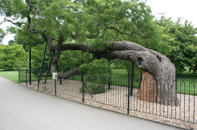 Londyńskie parki - Kew Gardens