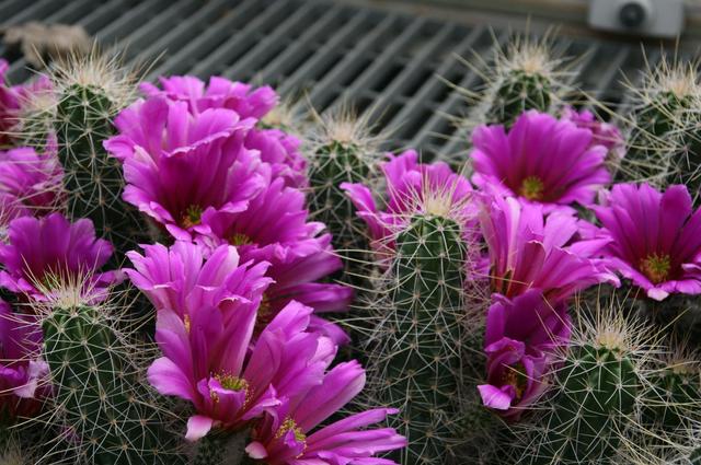 Londyńskie parki - Kew Gardens