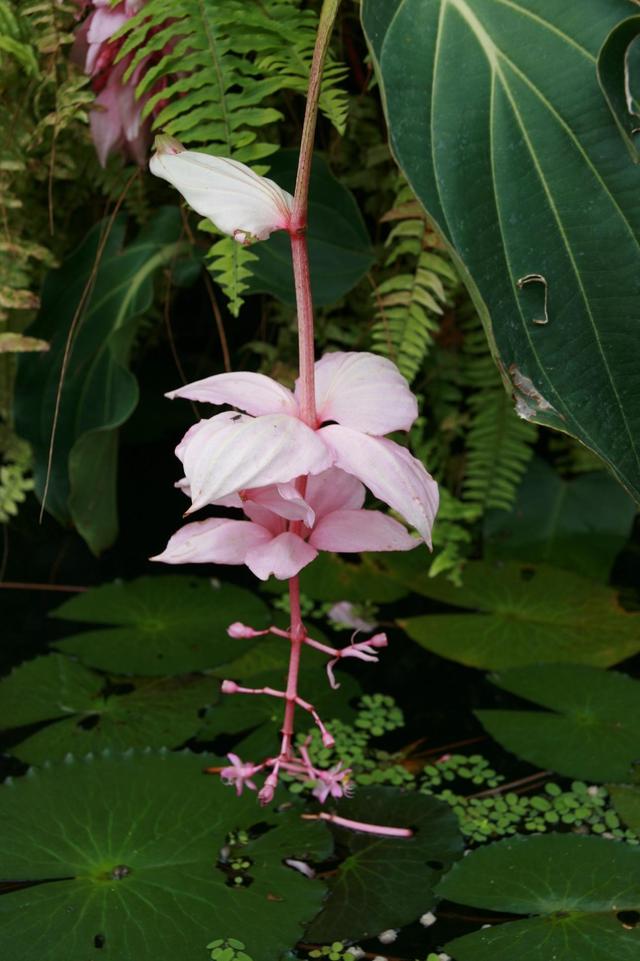 Londyńskie parki - Kew Gardens