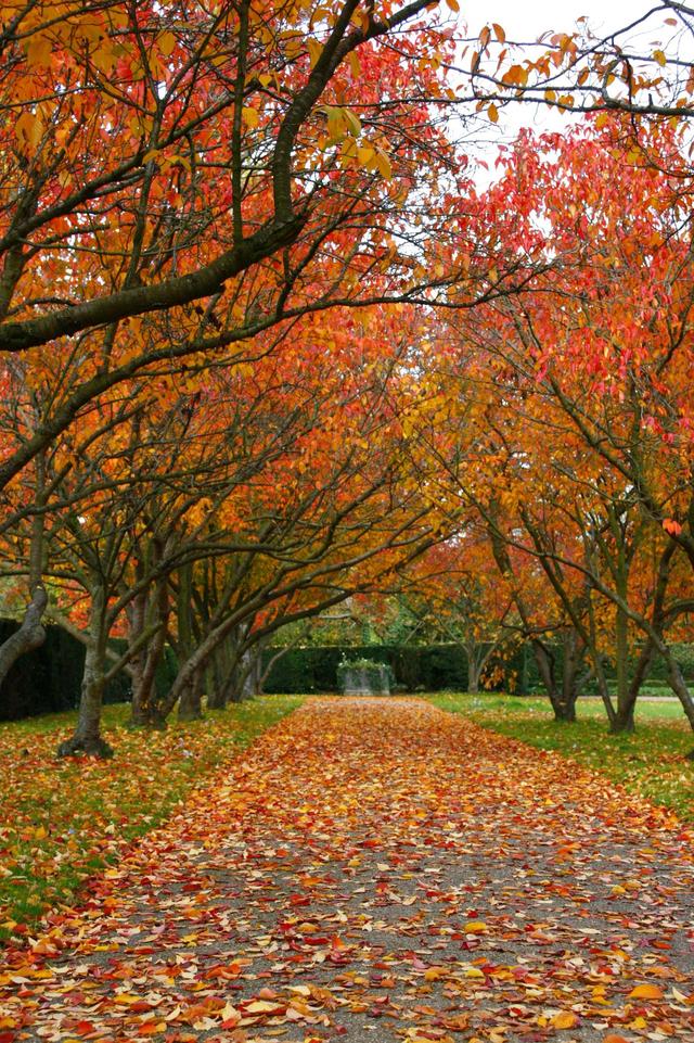 Londyńskie parki - Regents Park