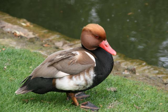 Londyńskie parki - Regents Park