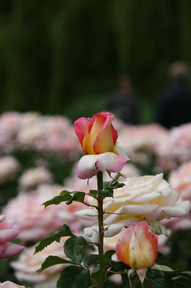 Londyńskie parki - Regents Park