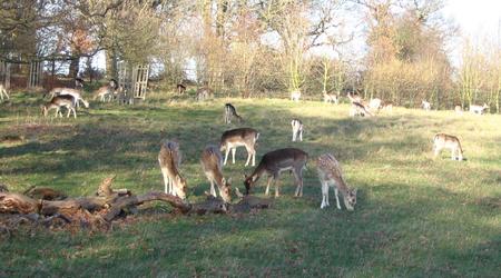 Londyńskie parki - Richmond – Londyn, Wielka Brytania