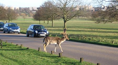 Londyńskie parki - Richmond – Londyn, Wielka Brytania