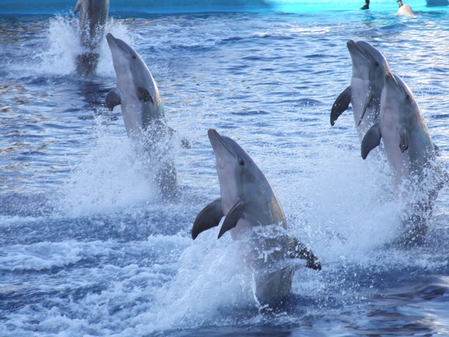 Valecia Oceanarium