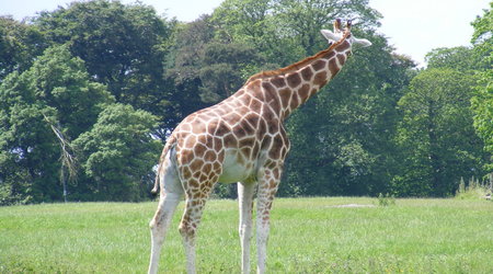 Fota, Irlandia