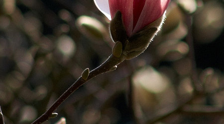 Powsin - Ogród Botaniczny – Polska