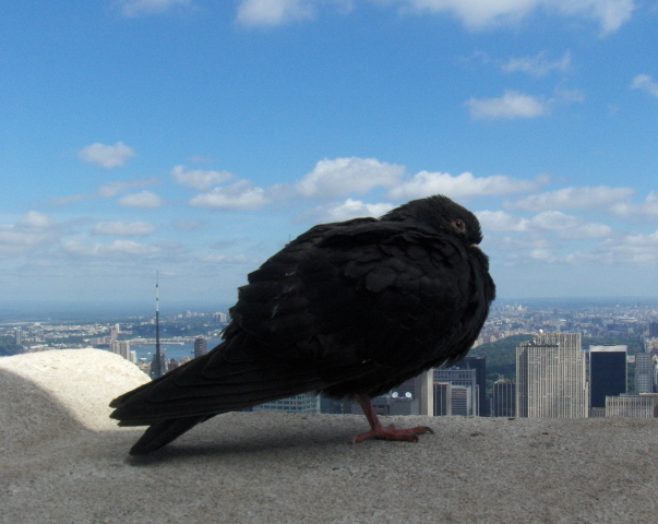 Nowy Jork, Manhattan