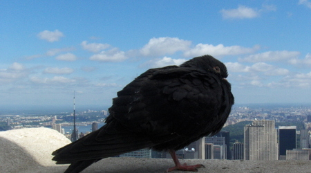 Nowy Jork, Manhattan – Stany Zjednoczone Ameryki