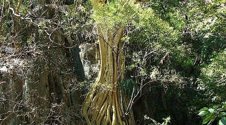 Grutas de Cacahuamilpa – Meksyk