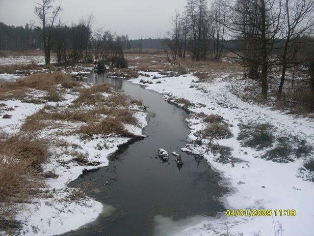 zychy zimą