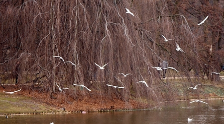 Łazienki Królewskie – Warszawa, Polska