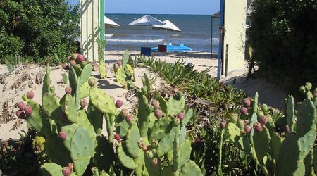 49491 - Monastir w Hotelowym ogrodku – Tunezja