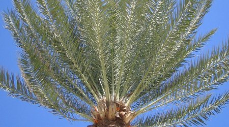 49492 - Monastir w Hotelowym ogrodku – Tunezja