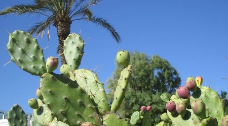 49494 - Monastir w Hotelowym ogrodku – Tunezja