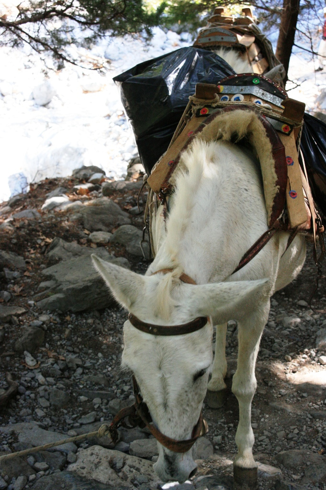 Kreta, Wąwóz Samaria