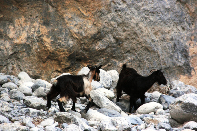 Kreta, Wąwóz Samaria